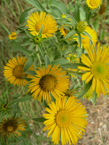 Fiori gialli in Valle di San Lorenzo - Pallenis spinosa