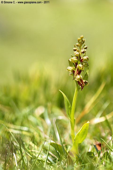 Orchidea da determinare