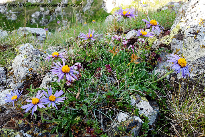 Aster alpinus