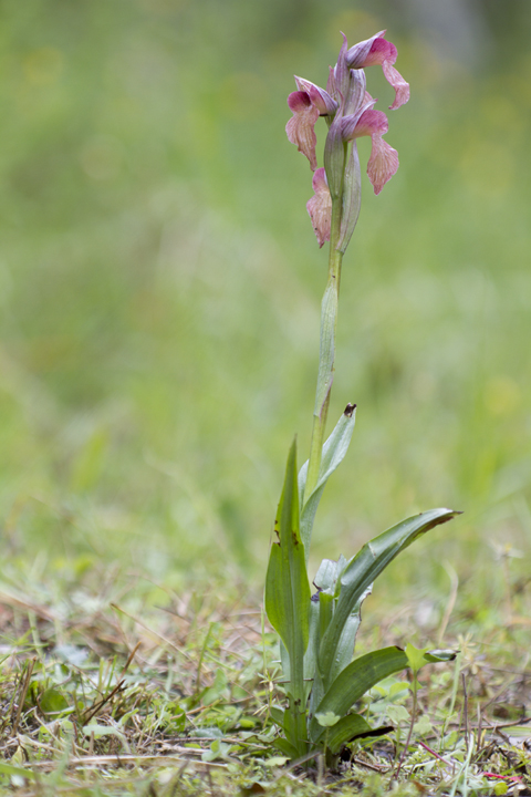 Orchidea: Serapis sp.? quale sp?