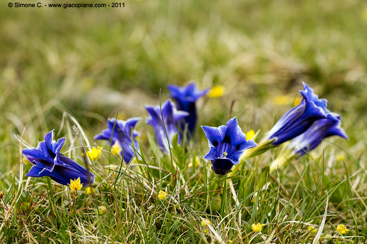 Gentiana acaulis