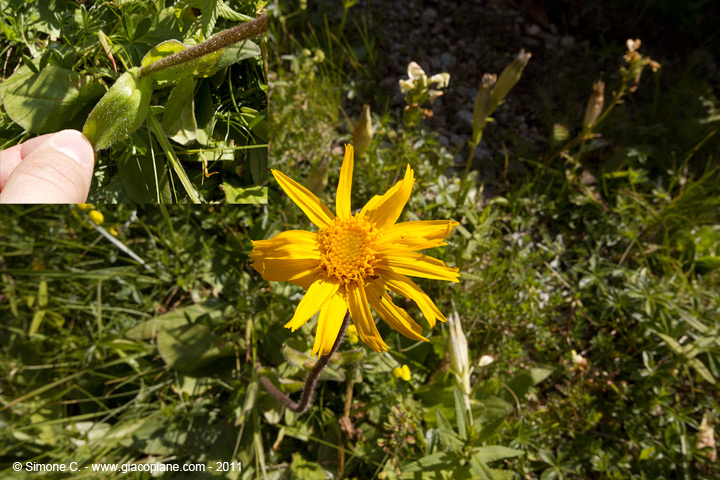 Arnica montana