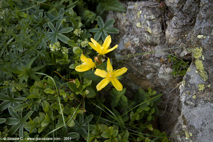 Hypericum richeri