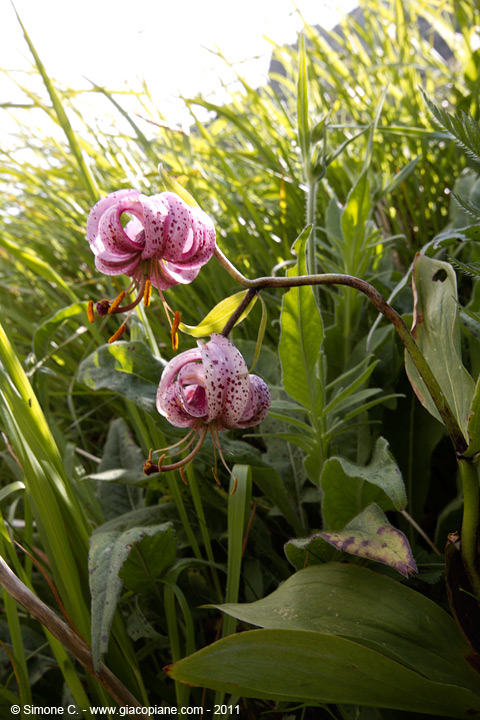 Lilium martagon