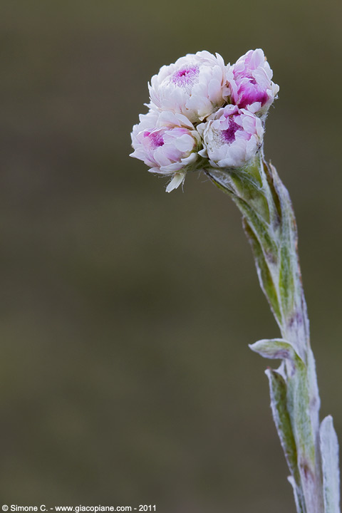 Antennaria dioica