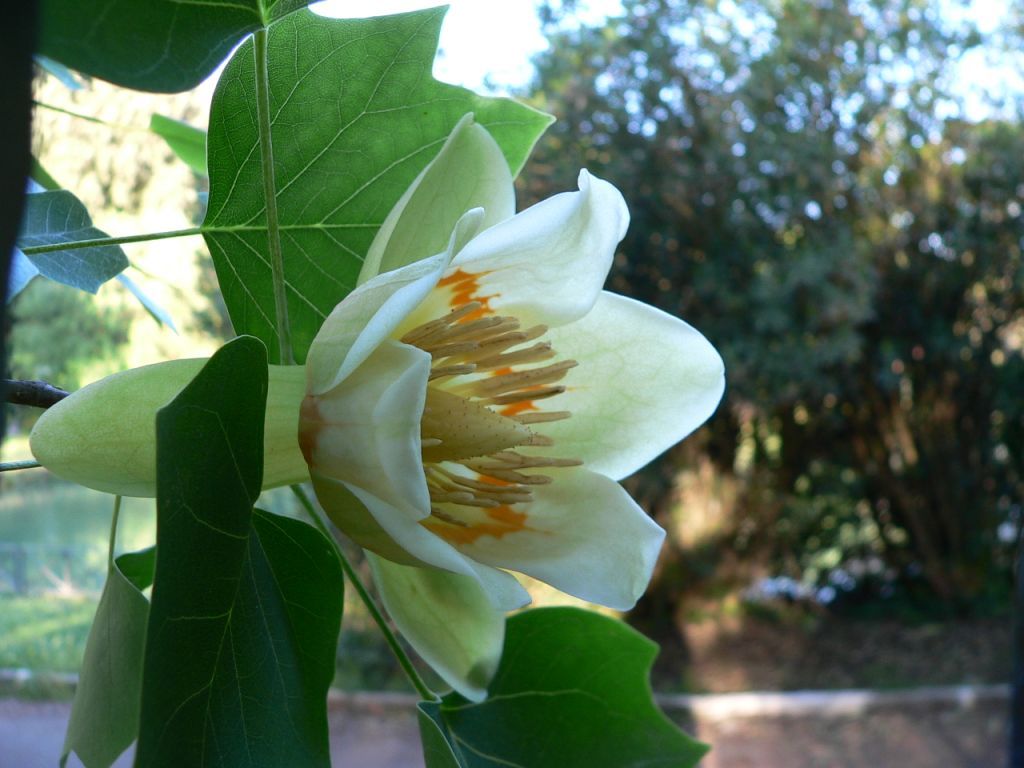 Liriodendron tulipifera