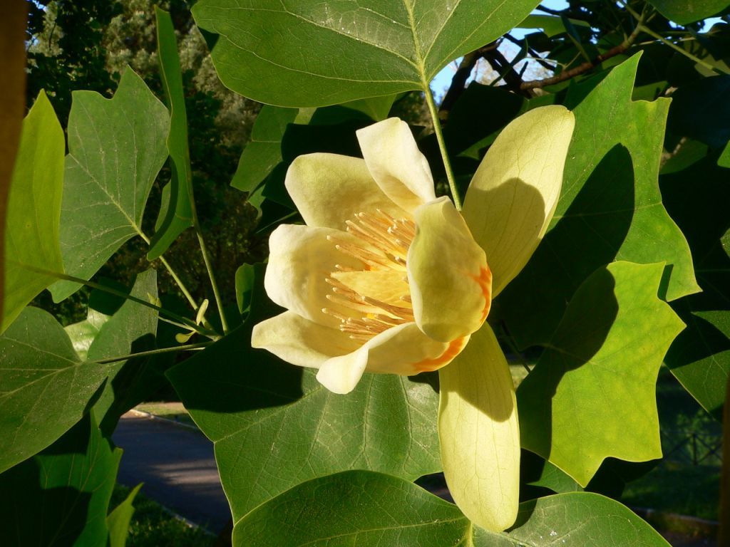 Liriodendron tulipifera