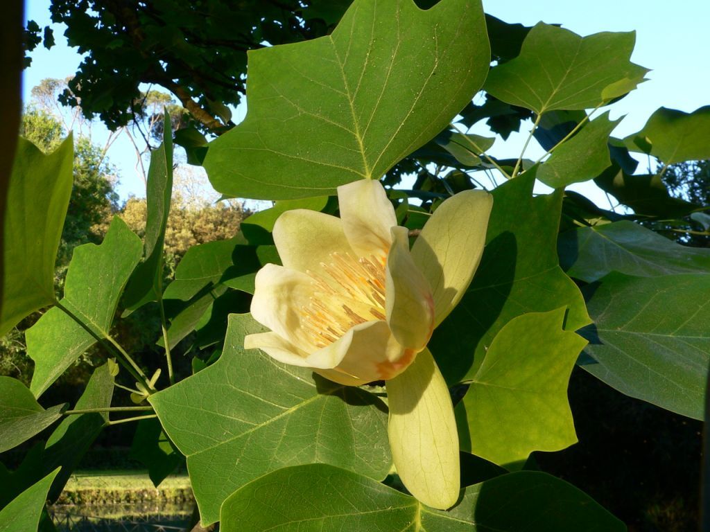 Liriodendron tulipifera