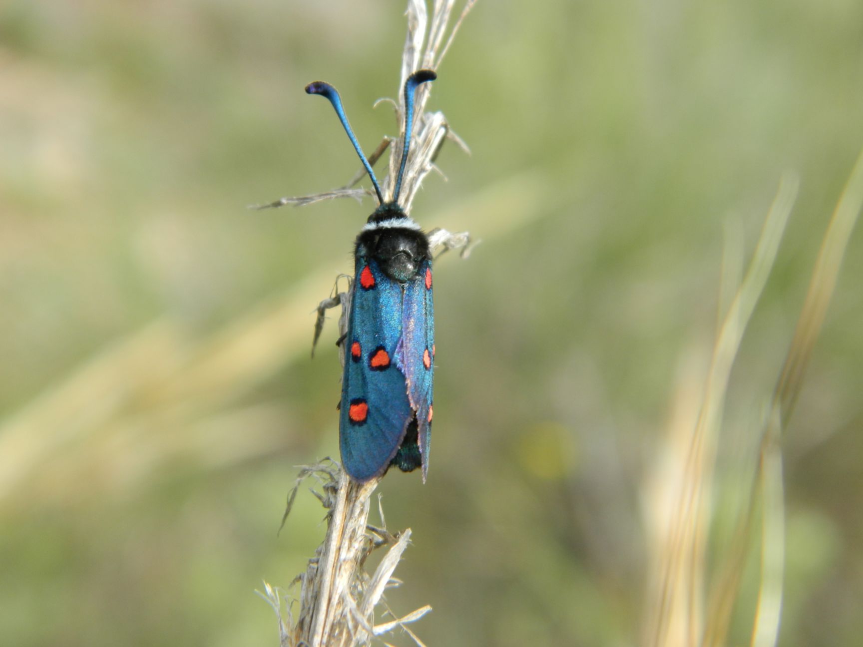 Riconoscimento lepidottero - Zygaena (Zygaena) lavandulae