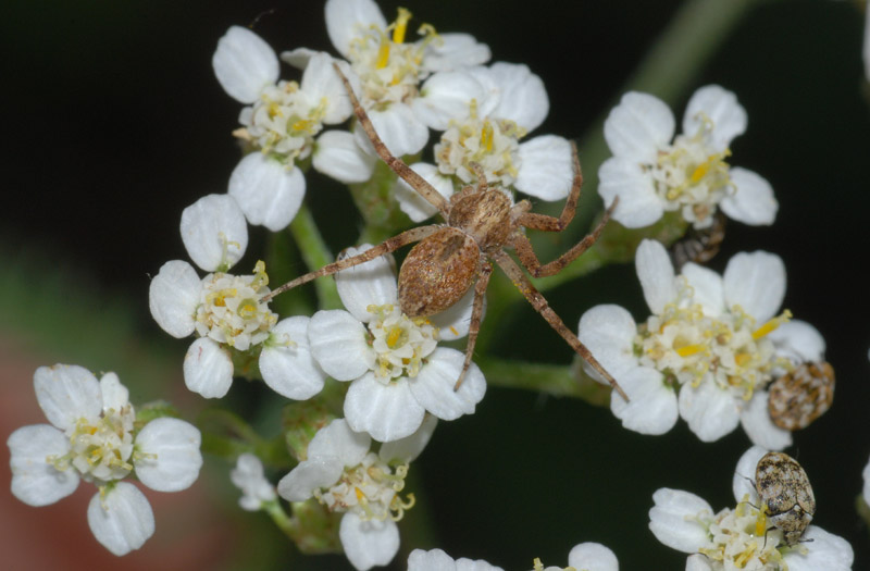 Anthrenus cfr verbasci , Natura Mediterraneo | Forum Naturalistico