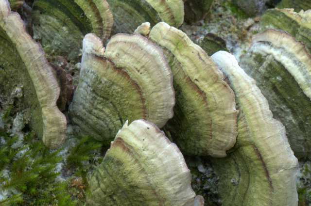 in un bosco di latifoglie