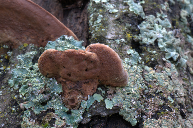 in un bosco di latifoglie