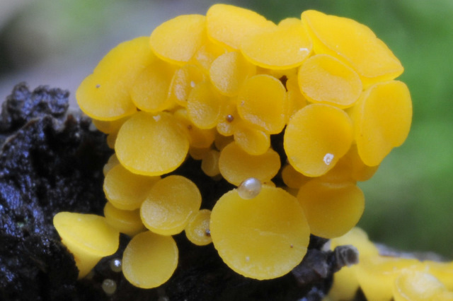 Bisporella citrina