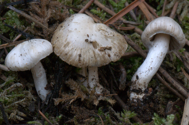 Inocybe geophylla var. geophylla