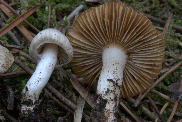 Inocybe geophylla var. geophylla