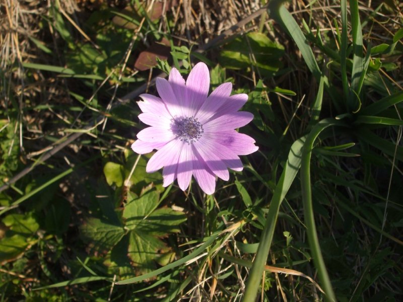 Punta Campanella - Anemone hortensis