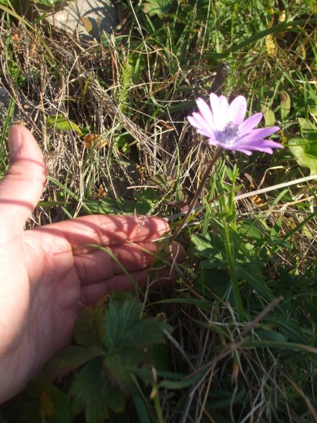 Punta Campanella - Anemone hortensis