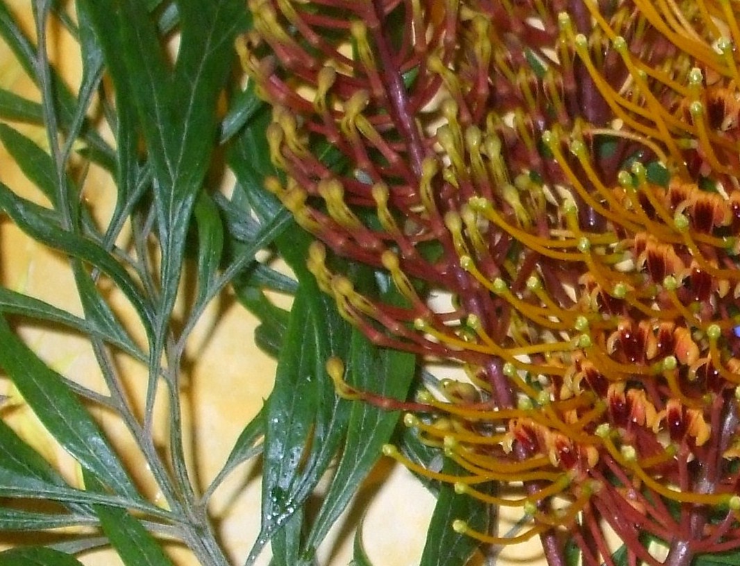 Grevillea