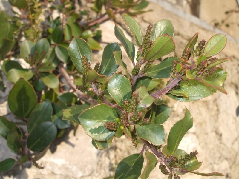 cespuglietto in una spaccatura rocciosa - Rhamnus alaternus