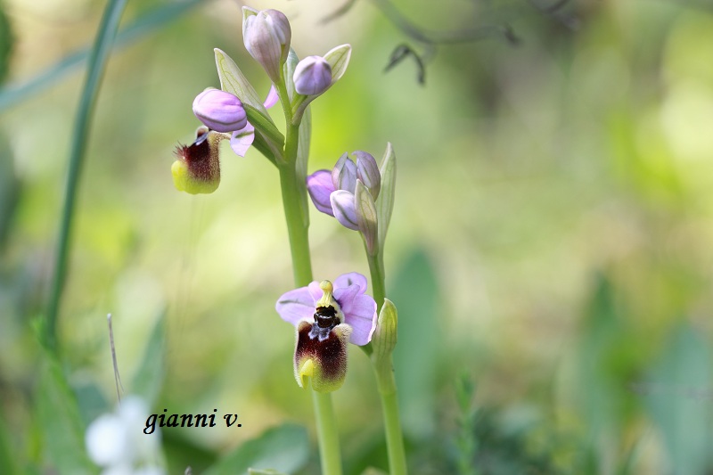 Ophrys tenthredinifera