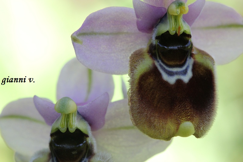 Ophrys tenthredinifera