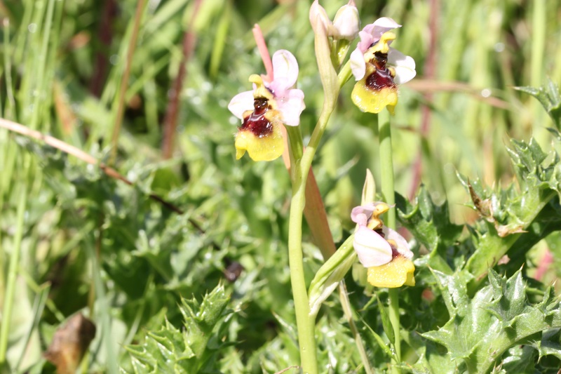 Ophrys tenthredinifera