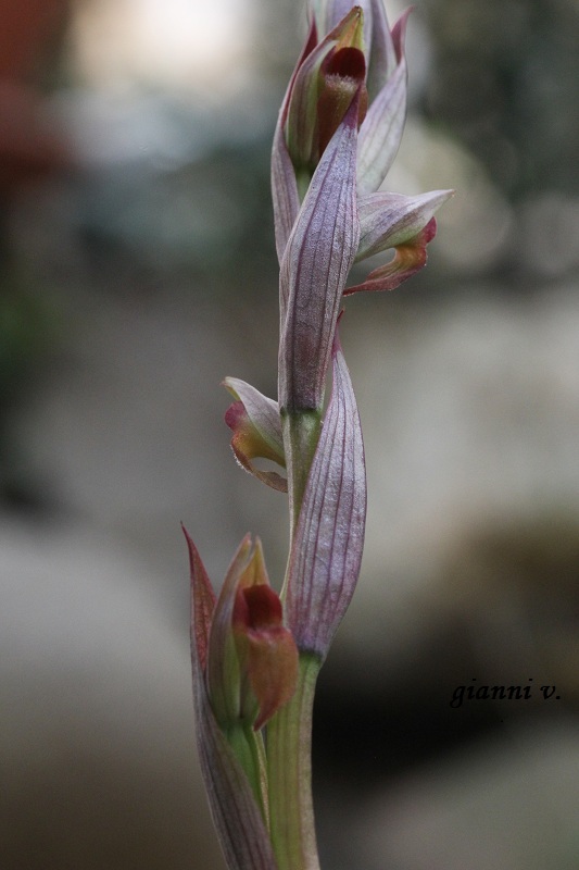 conferma specie: Serapias parviflora