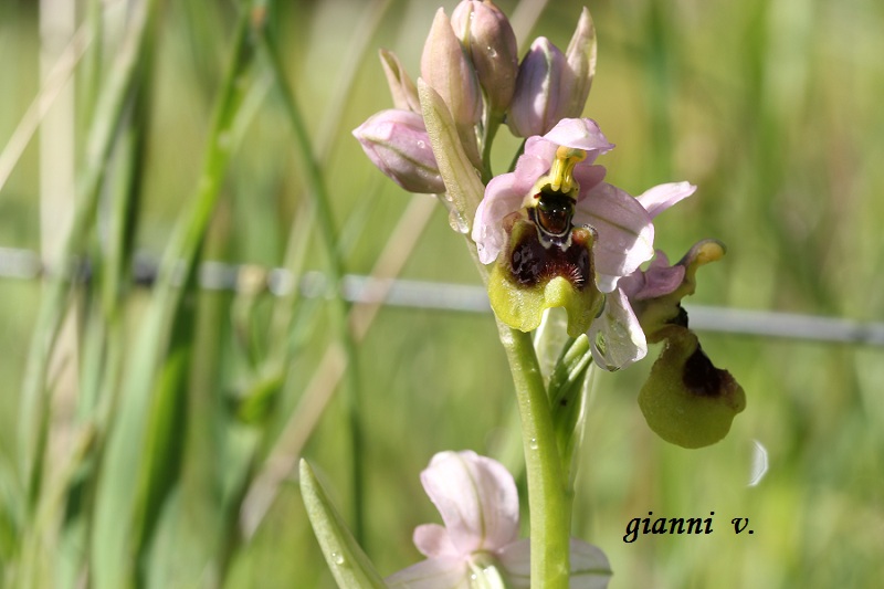 Ophrys tenthredinifera