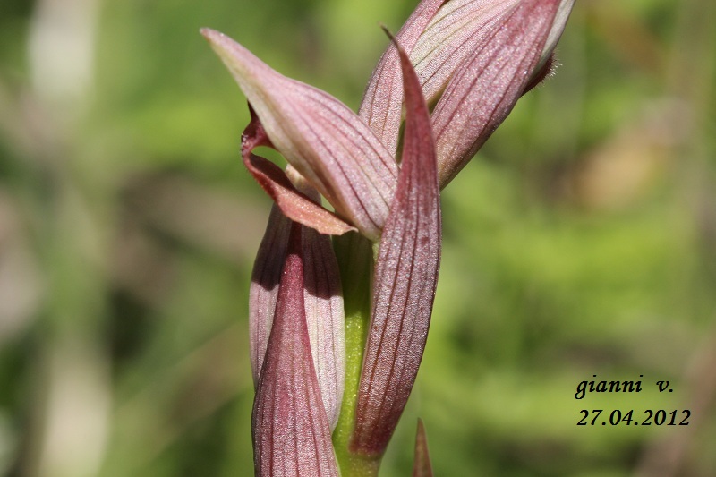 conferma specie: Serapias parviflora