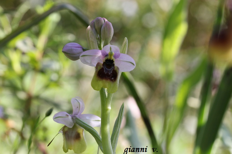 Ophrys tenthredinifera