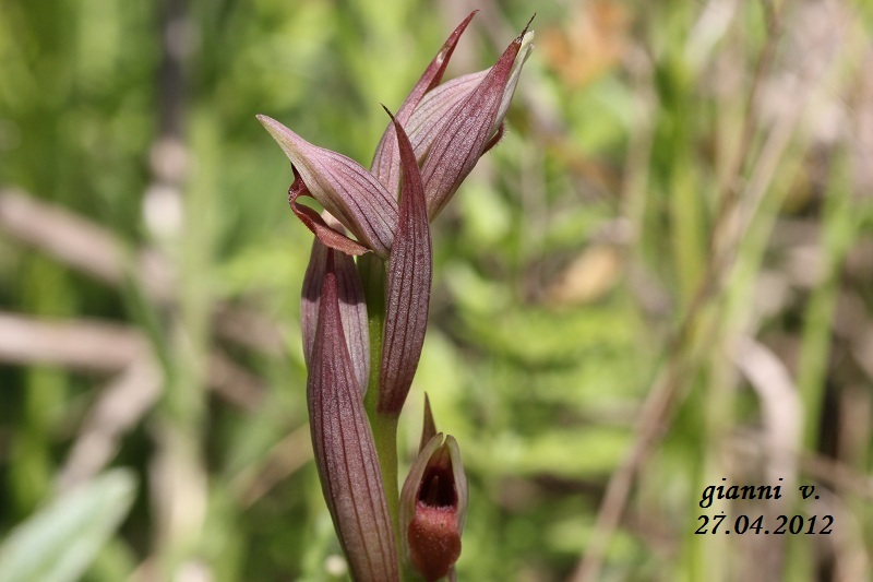 conferma specie: Serapias parviflora