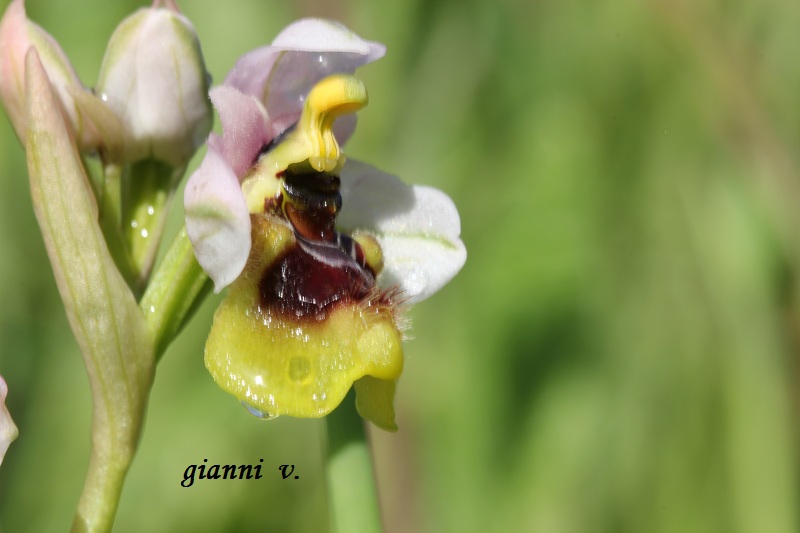 Ophrys tenthredinifera