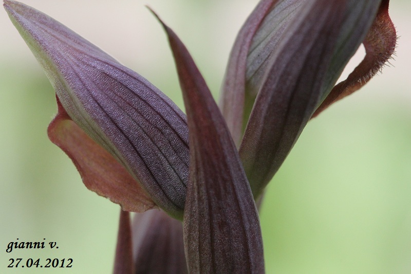 conferma specie: Serapias parviflora