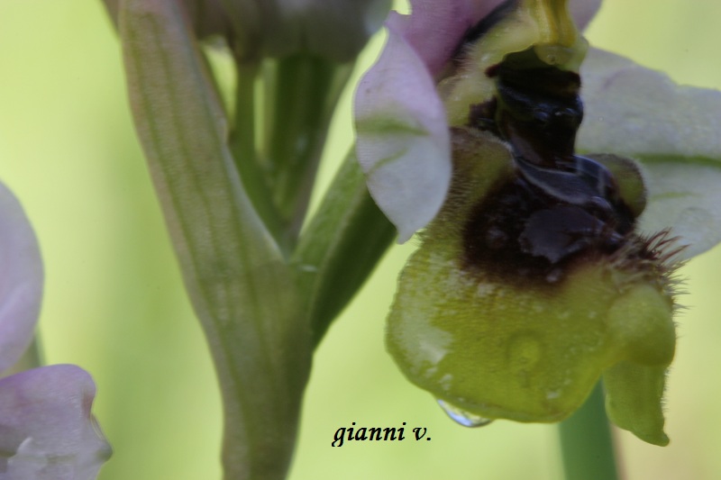 Ophrys tenthredinifera