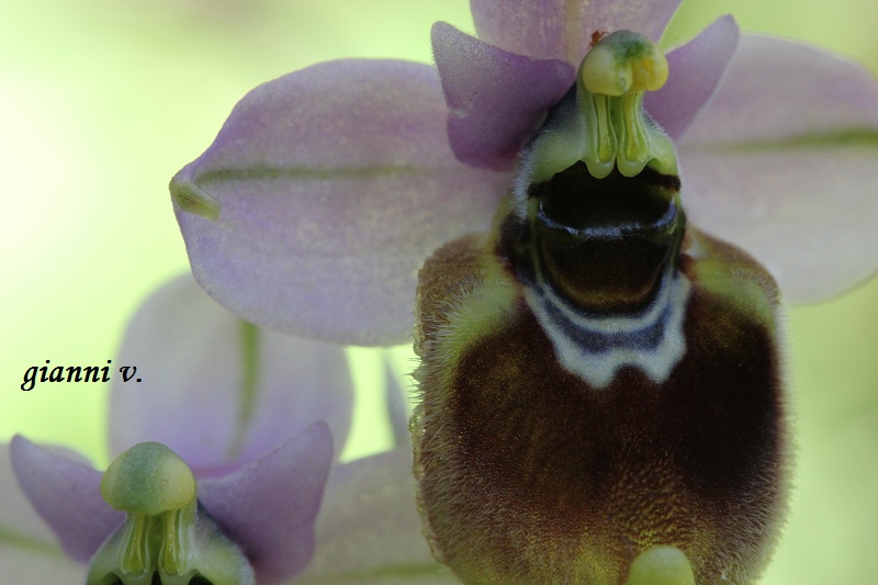 Ophrys tenthredinifera