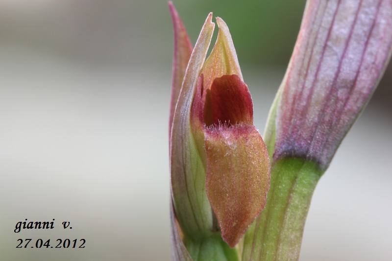 conferma specie: Serapias parviflora