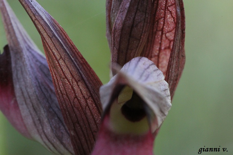 conferma specie: Serapias lingua