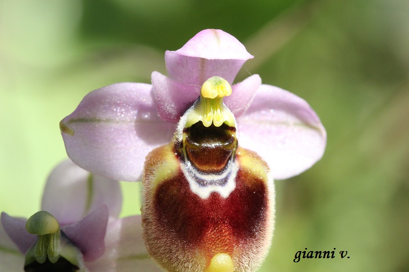 Ophrys tenthredinifera