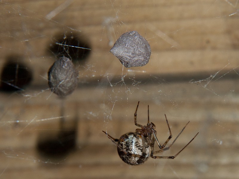 Parasteatoda tepidariorum