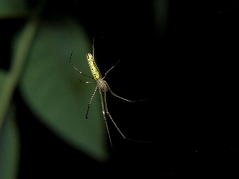 Tetragnatha sp.