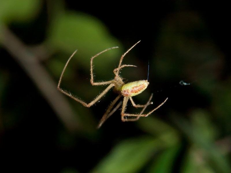 Tetragnatha