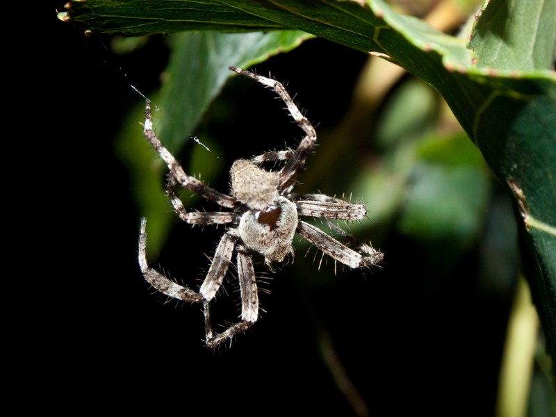 Araneus sp.