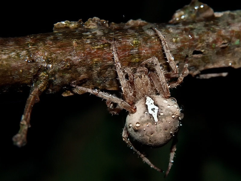 Araneus sp.