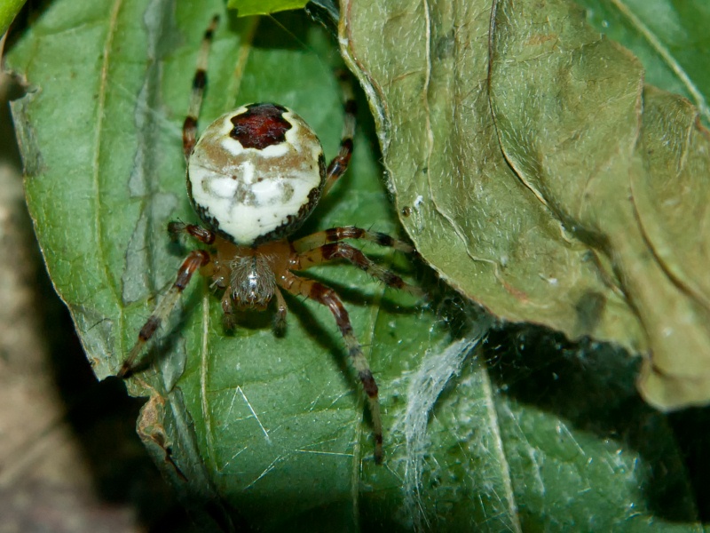 Araneus marmoreus var. pyramidatus