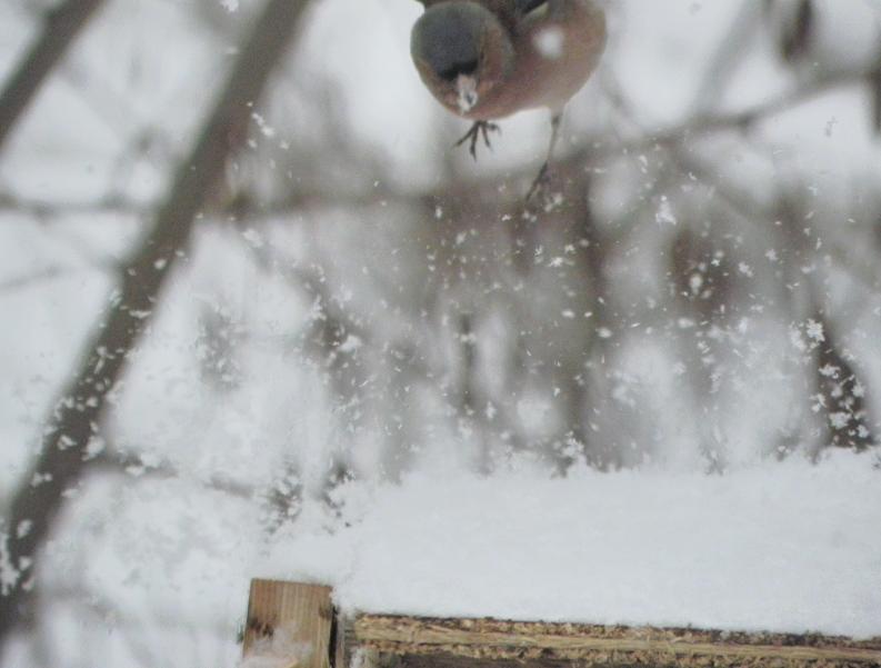 atterraggio sulla neve