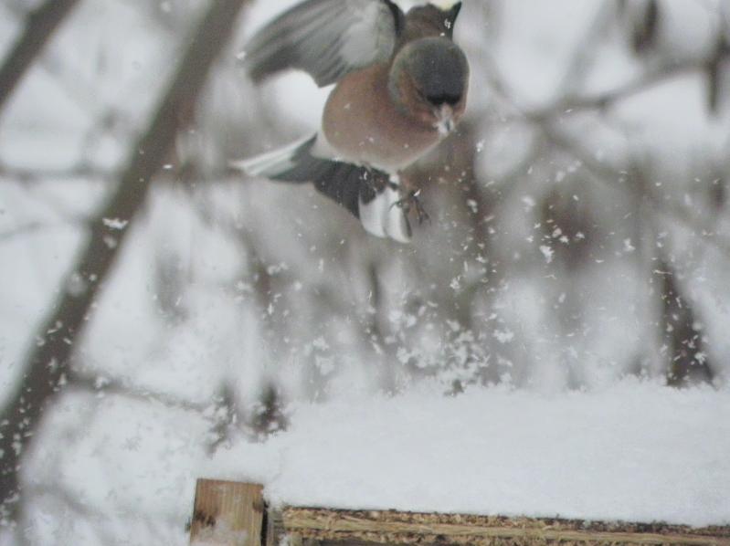 atterraggio sulla neve