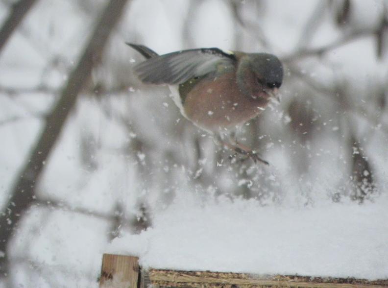 atterraggio sulla neve