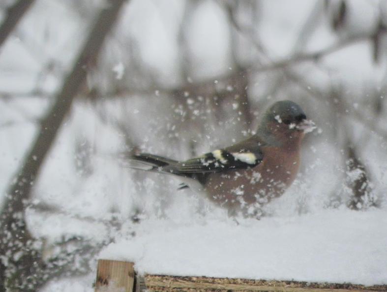 atterraggio sulla neve