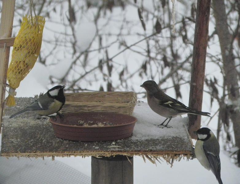 atterraggio sulla neve