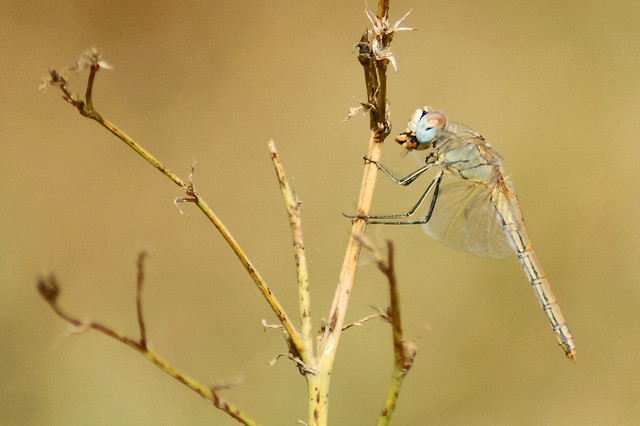 Sympetrum foncolombii? - S